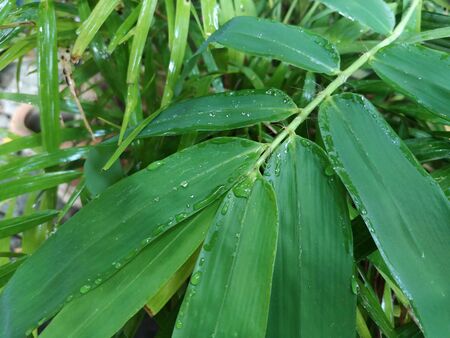 Green leaves with water droplets look fresh and comfortable for the eyes.の写真素材