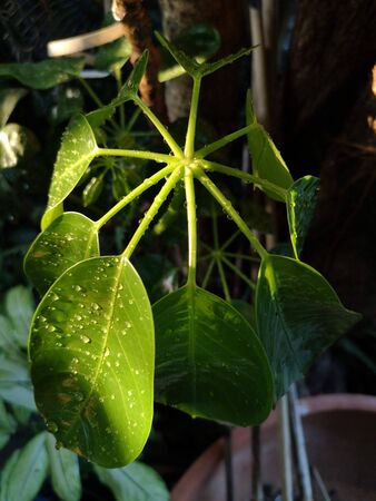 Green leaves with drops of water hitting the afternoon sunlight.の写真素材