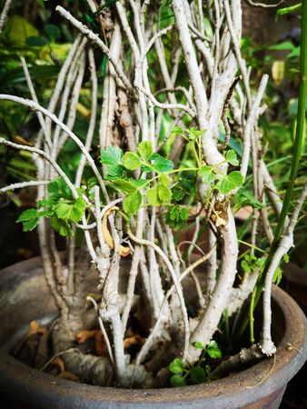 Small green leaves and beautiful tree trunksの写真素材