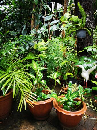 Photos at the backyard on a rainy day.の写真素材