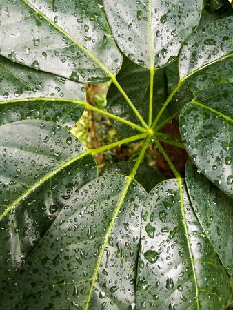 Close-up of green leaves with raindrops and beautiful petioles.の写真素材
