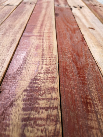 Bonsai trees in pots with white wallsの写真素材