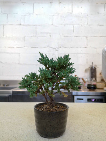 Bonsai trees in pots with white walls