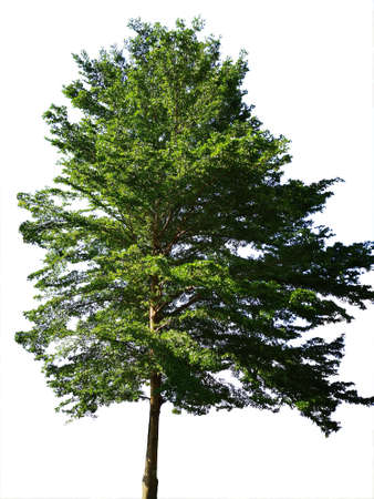 the big tree isolated on white backgroundの写真素材