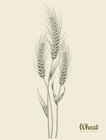 Retro wheat ear vector illustrationのイラスト素材