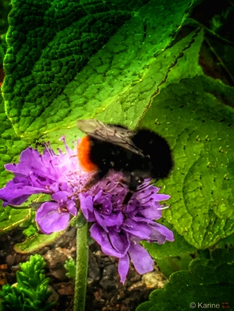 Hornet on a flowerの写真素材