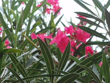 Flowersの写真素材