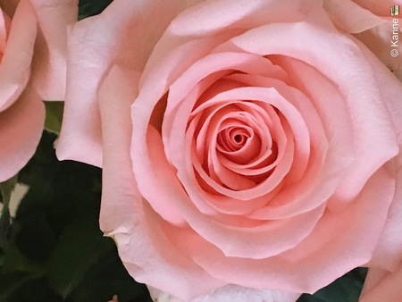 Pink flowerの写真素材