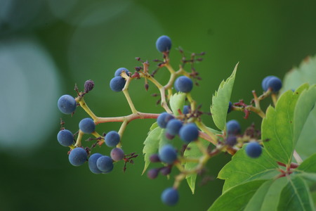 Natureの写真素材