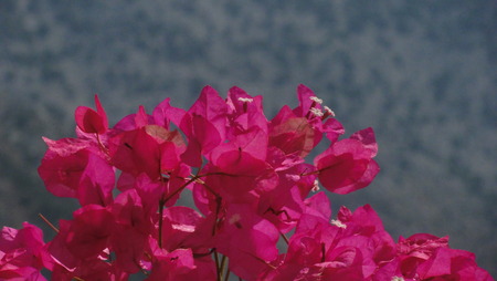 Beautiful flowersの写真素材