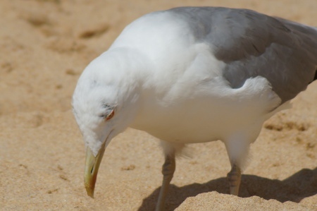 A single bird, who does not move - Algarve, Portugalの写真素材