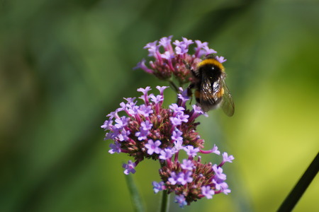 Flowers and a bumblebee which gathers nectar and pollen.