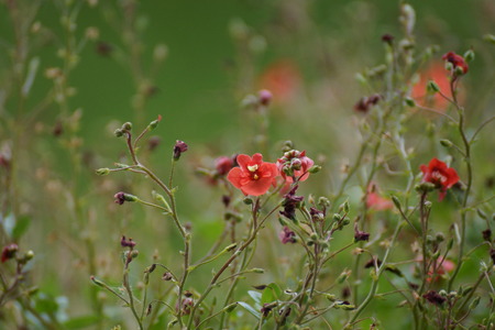 Small red flowers in grass.の写真素材