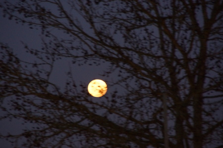 The moon is grinds and brilliant. The sky is dark, and in front of the moon there are trees. The branches are without sheets. There is no character.の写真素材