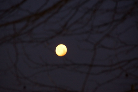 The moon is grinds and brilliant. The sky is dark, and in front of the moon there are trees. The branches are without sheets. There is no character.の写真素材