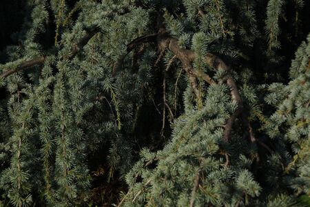 A plant in a forest undefinedの写真素材