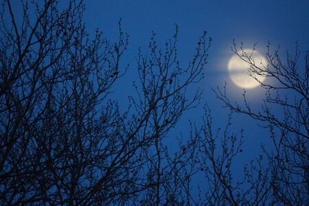 Supermoon pink full moon 8 April 2020 in France. It occurs when the full moon is at its closest point to the Earth in its monthly orbit. Full moon. A huge moon.の写真素材