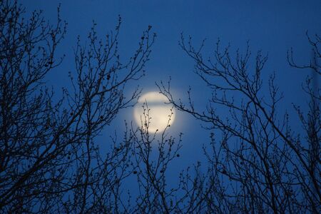 Supermoon pink full moon 8 April 2020 in France. It occurs when the full moon is at its closest point to the Earth in its monthly orbit. Full moon. A huge moon.の写真素材