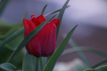 Beautiful little red flower. It has a bright red. Beautiful color for early spring. It's outside, day and there is nobody.の写真素材