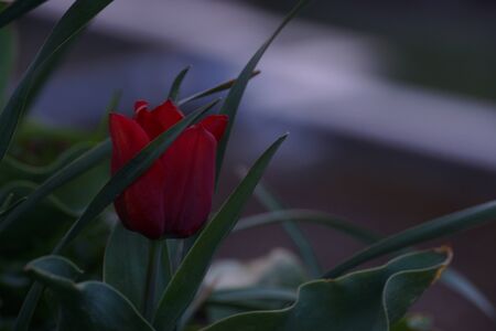 Beautiful little red flower. It has a bright red. Beautiful color for early spring. It's outside, day and there is nobody.の写真素材
