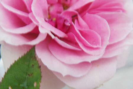 A beautiful rose in close-up. A beautiful rose in close-up.の写真素材