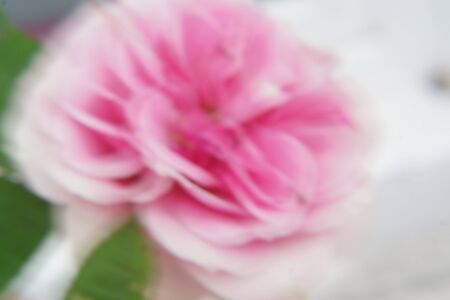 A beautiful rose in close-up. A beautiful rose in close-up.の写真素材