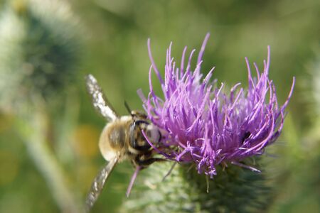 Small purple flower in the sun. A drone is foraging on this flower.の写真素材