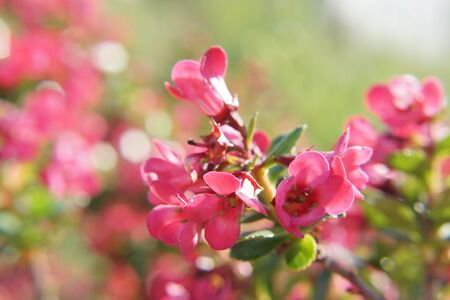 Magnificent petals of pink color. Beautiful small flowers in the sensational colors. The nature is magnificent. Beautiful small flowers which represent the beauty of the nature. Grip Taking of view sight outside with the natural light, without character.の写真素材