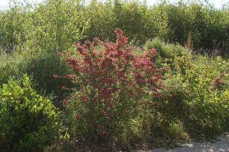 Pretty pink flowering bush. High quality photo. Flowers in the sun.の写真素材