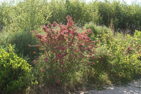 Pretty pink flowering bush. High quality photo. Flowers in the sun.の写真素材