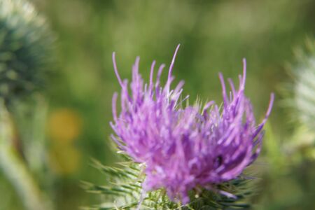 A purple flower in the sun. Front view, outside and without character. It's spring.の写真素材