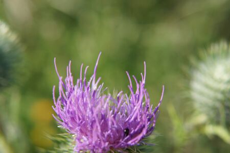 A purple flower in the sun. Front view, outside and without character. It's spring.の写真素材