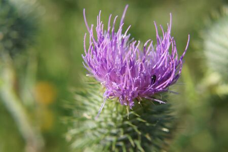 A purple flower in the sun. Front view, outside and without character. It's spring.の写真素材