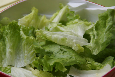 A close-up of vibrant green Batavia lettuce leaves with gently ruffled edges. Their crisp texture and fresh appearance evoke a garden harvest, ready to be enjoyed.の写真素材