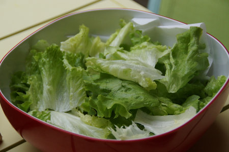 A close-up of vibrant green Batavia lettuce leaves with gently ruffled edges. Their crisp texture and fresh appearance evoke a garden harvest, ready to be enjoyed.の写真素材