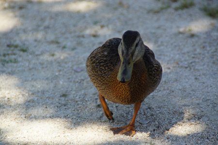 A duck stands on the shore, its feet firmly planted in the damp ground. Its smooth feathers catch the natural light, while its curious gaze surveys the surroundings.の写真素材