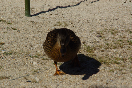 A duck stands on the shore, its feet firmly planted in the grass or damp ground. Its smooth feathers catch the natural light, while its curious gaze surveys the surroundings.の写真素材
