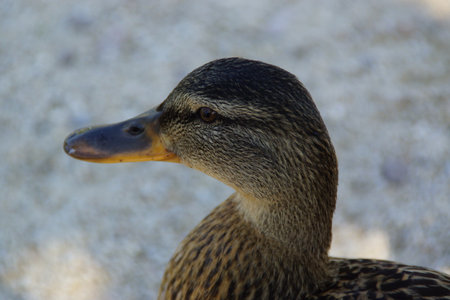 A duck stands on the shore, its feet firmly planted in the grass or damp ground. Its smooth feathers catch the natural light, while its curious gaze surveys the surroundings.の写真素材