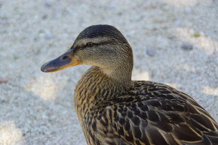A duck stands on the shore, its feet firmly planted in the grass or damp ground. Its smooth feathers catch the natural light, while its curious gaze surveys the surroundings.の写真素材