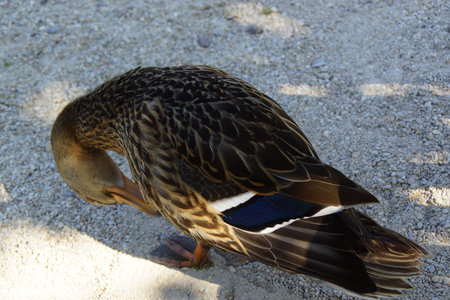 A duck stands on the shore, its feet firmly planted in the ground. Its smooth feathers catch the natural light, while its curious gaze surveys the surroundings.の写真素材
