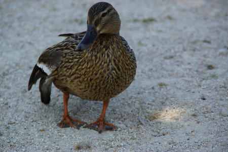 A duck stands on the shore, its feet firmly planted in the damp ground. Its smooth feathers catch the natural light, while its curious gaze surveys the surroundings.の写真素材