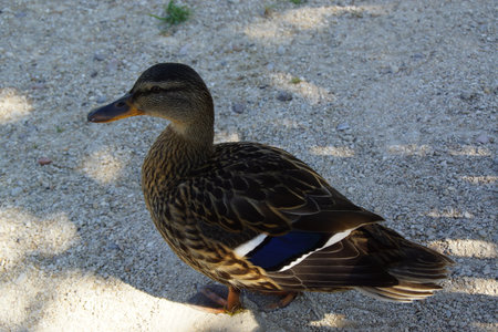 A duck stands on the shore, its feet firmly planted in the grass or damp ground. Its smooth feathers catch the natural light, while its curious gaze surveys the surroundings.の写真素材
