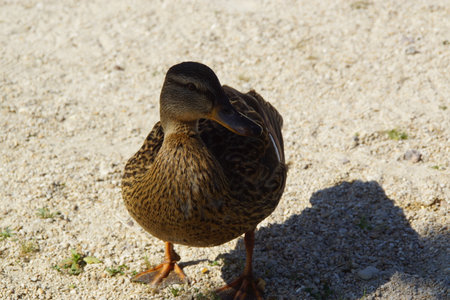 A duck stands on the shore, its feet firmly planted in the grass or damp ground. Its smooth feathers catch the natural light, while its curious gaze surveys the surroundings.の写真素材