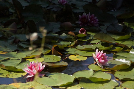 A water lily bathed in golden sunlight, gently floating on the water's surfaceâcapturing the essence of a peaceful moment under the sun.の写真素材
