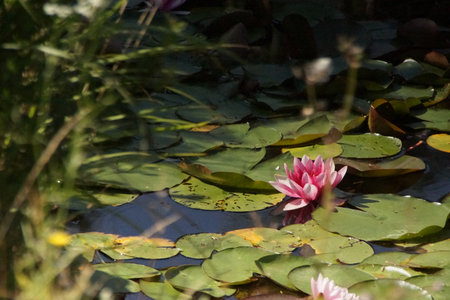 A water lily bathed in golden sunlight, gently floating on the water's surfaceâcapturing the essence of a peaceful moment under the sun. France.の写真素材