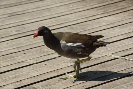 Bathed in golden sunlight, a black moorhen strides gracefully across the ground, its glossy feathers shimmering with hints of deep blue. France.の写真素材