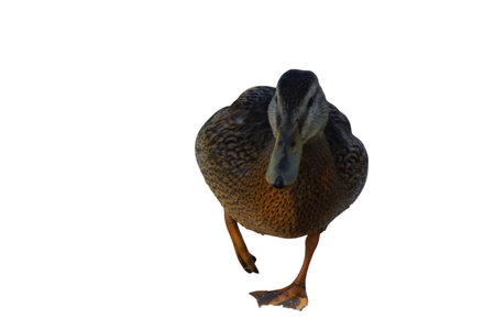 A duck stands on the shore, its feet firmly planted in the grass or damp ground. Its smooth feathers catch the natural light, while its curious gaze surveys the surroundings.の写真素材