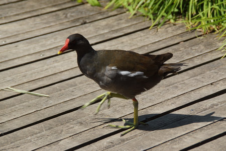 Bathed in golden sunlight, a black moorhen strides gracefully across the ground, its glossy feathers shimmering with hints of deep blue. France.の写真素材
