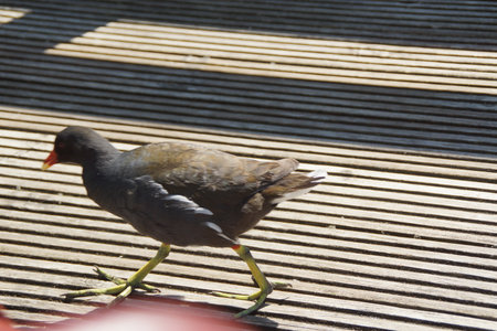 Bathed in golden sunlight, a black moorhen strides gracefully across the ground, its glossy feathers shimmering with hints of deep blue. France.の写真素材