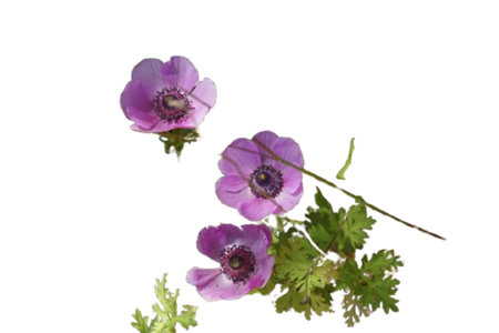 Scattered among the grass, delicate little purple flowers bloom under the gentle daylight. Franceの写真素材